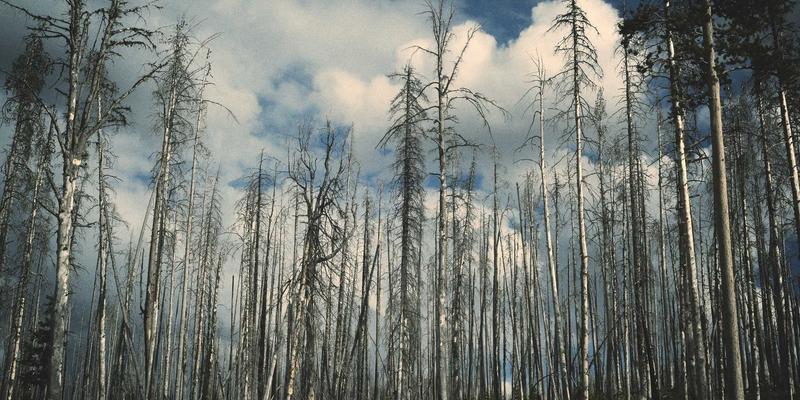 意大利托斯卡纳自驾游终极指南：从佛罗伦萨艺术到锡耶纳古城与田园风光的完美行程规划