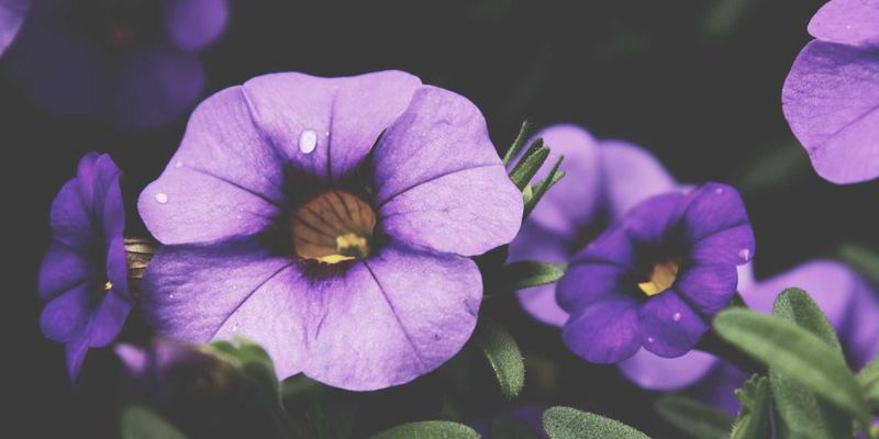 解锁自由行新境界：精选景点推荐与高效旅游攻略全解析